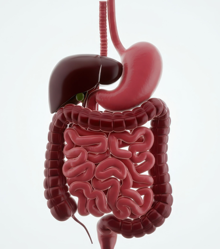 Darmdiagnostik und Darmsanierung | Therapiemethoden - Heilpraxis Querngester, Sankt Augustin - © Alexandra - stock.adobe.com